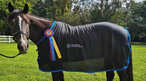 Thoroughbred Incentive Program, T.I.P., The Jockey Club, Aftercare, horse racing, America's Best Racing, ABR .